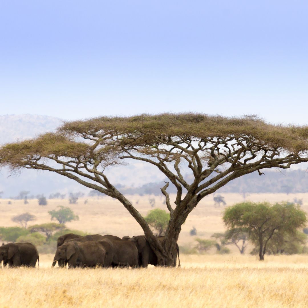 Viaggi su misura in Africa del Sud - Gate65