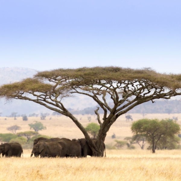 Africa del Sud